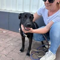 Beni, Zartes Sensibelchen, 5M 81679, Hund zur Adoption