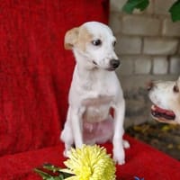 Der kleine Simba ist so tapfer, Hund zur Adoption