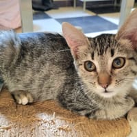 JOYA, chatte à adopter