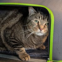MIRA, chat à adopter