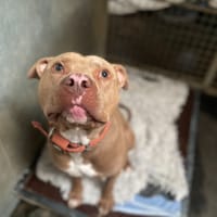 FRIVOLLE, chien à adopter