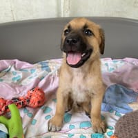 PERLA, chienne à adopter