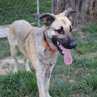 ALPHA, chien à adopter