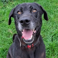 NAYA, chienne à adopter