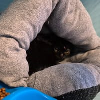 Lalie, chatte à adopter