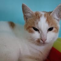 RAVEN HAB17384, chatte à adopter