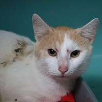 WAFFLE HAB17383, chat à adopter
