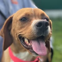 VAIANA, chienne à adopter