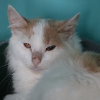 VIMPY HAB17382, chat à adopter