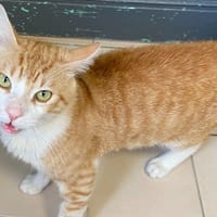 SINGER, chat à adopter