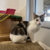 ASTRO, chat à adopter