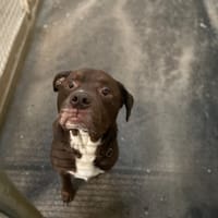 Paco, chien à adopter