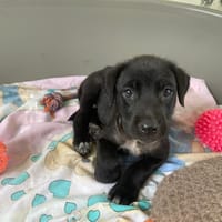 COCO, chienne à adopter