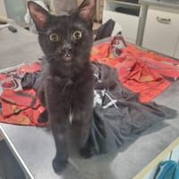 JUMPER, chat à adopter