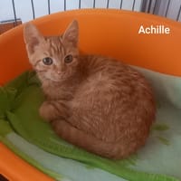 ACHILLE, chat à adopter