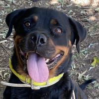 LAURANE, chienne à adopter