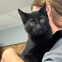 PANCHO, chat à adopter