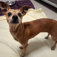 NIKITA, chienne à adopter