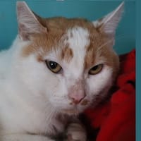 RIO HAB17381, chat à adopter