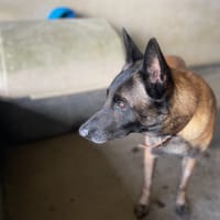 ROY, chien à adopter