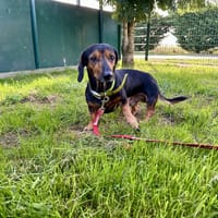 TOKYO, chien à adopter