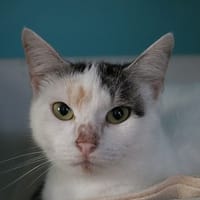 VESPA HAB17386, chatte à adopter