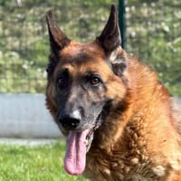 JIMBO DES CROCS DE DEFENSE, chien à adopter