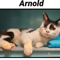 ARNOLD, chat à adopter