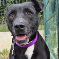 JENNY, chienne à adopter