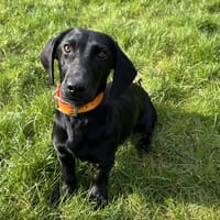 JAZZ, chien à adopter