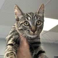SWEAT, chat à adopter