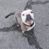 HAWAI, chienne à adopter