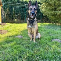 ZULTAN, chien à adopter