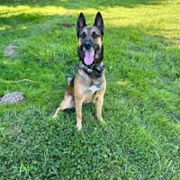 ZULTAN, chien à adopter