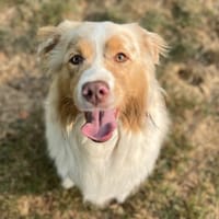 SINAH, chienne à adopter