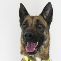 ABBY, chienne à adopter