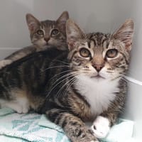 NIWA CHA, chatte à adopter