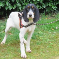 Avril, chienne à adopter