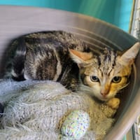 CLARK, chatte à adopter