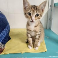 Lea, chatte à adopter