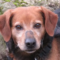 OBELIX, chien à adopter