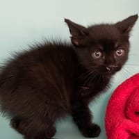 MINUS, chat à adopter