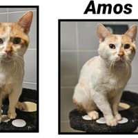 AMOS, chat à adopter