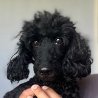 NORBERT, chien à adopter