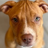 ZELDA, chienne à adopter