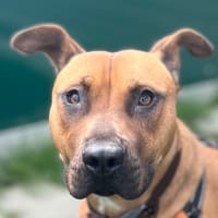 VICKA, chienne à adopter