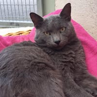 GOBAIN, chat à adopter