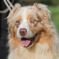 MALABAR dit MOKA, chien à adopter