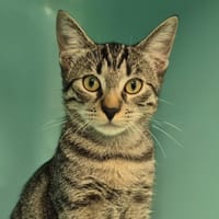 firmin, chat à adopter
