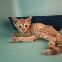 MIEL POPS, chat à adopter